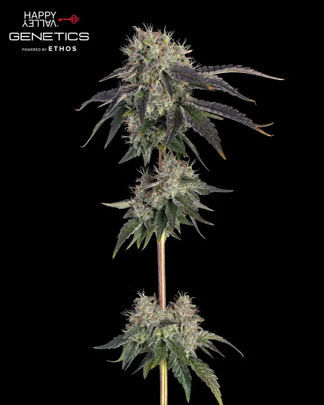 Baller's Game van Happy Valley Genetics