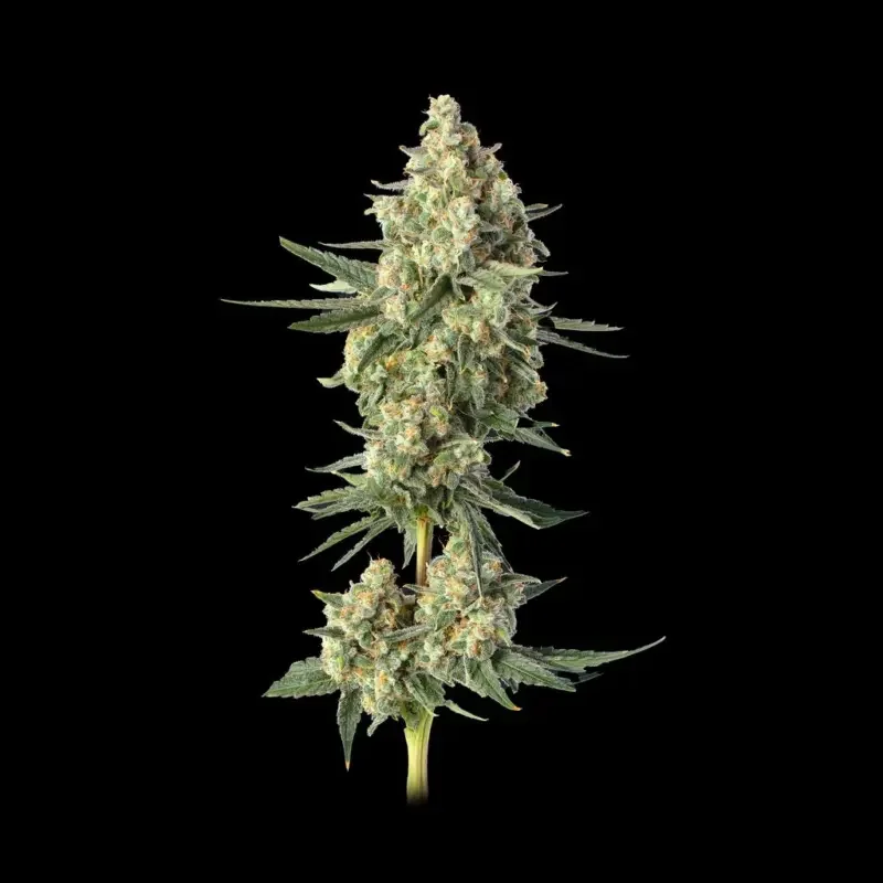 Downtown Haze van Happy Valley Genetics