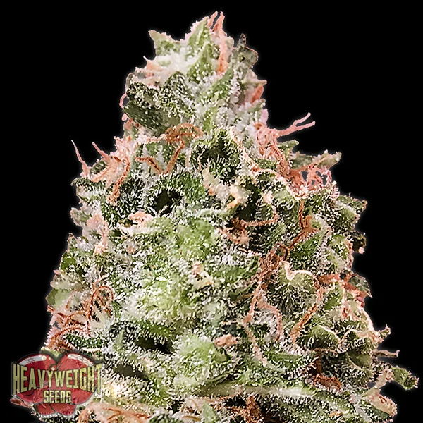 Waist Deep van Heavyweight Seeds