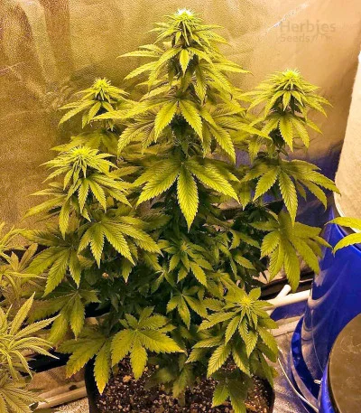Dream Machine van Heavyweight Seeds
