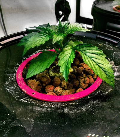 Waist Deep van Heavyweight Seeds