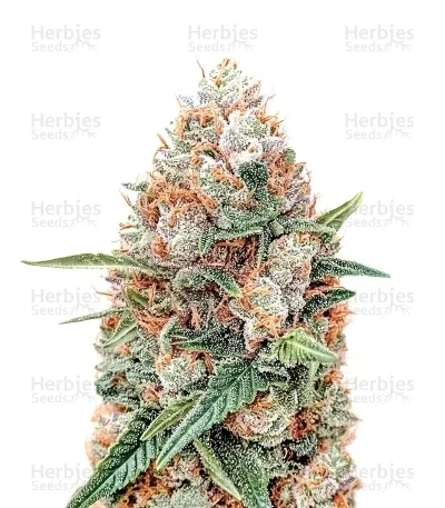 Skunky Monkey van Heavyweight Seeds