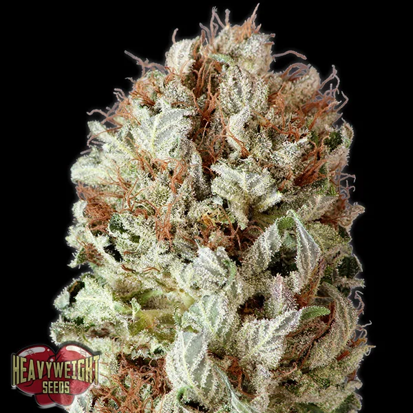 Extreme Impact van Heavyweight Seeds