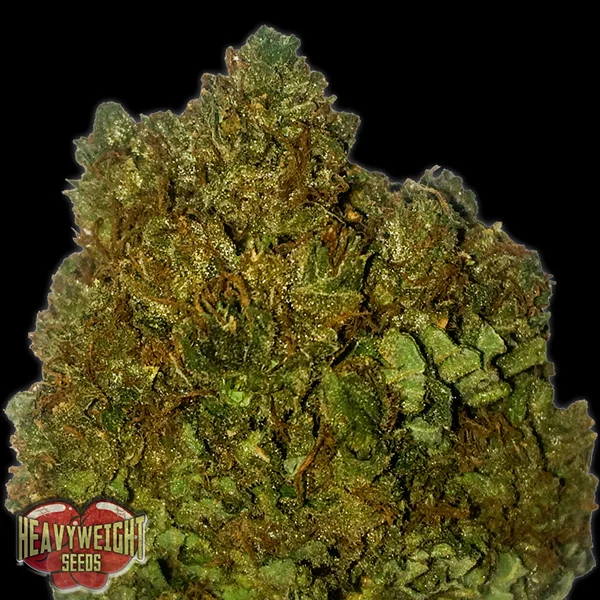 Money Bush van Heavyweight Seeds