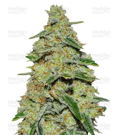 Lemon Cake van Heavyweight Seeds