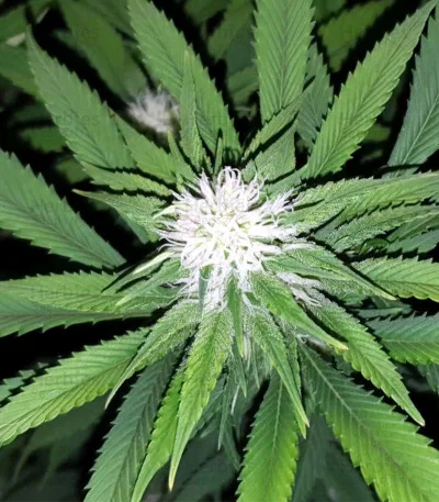 Tropic Punch van Heavyweight Seeds