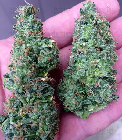 Turbo Bud van Heavyweight Seeds