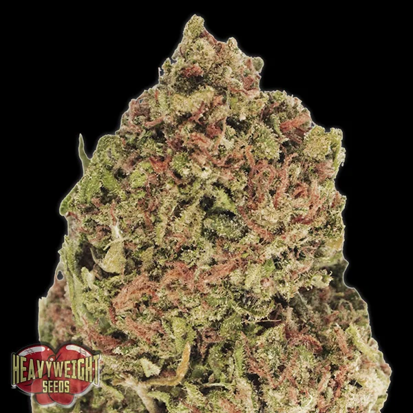 Dream Machine van Heavyweight Seeds