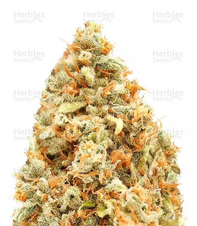 Monster Profit van Heavyweight Seeds