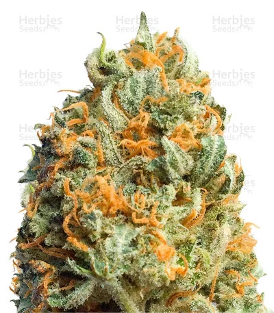 Fully Loaded van Heavyweight Seeds