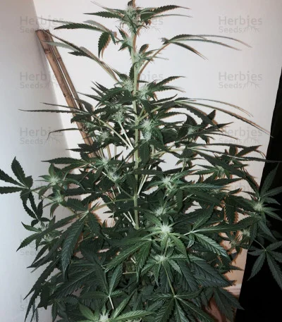 Wipeout Express van Heavyweight Seeds
