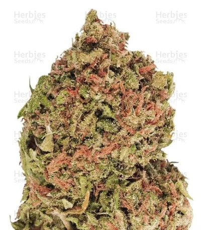 Dream Machine van Heavyweight Seeds