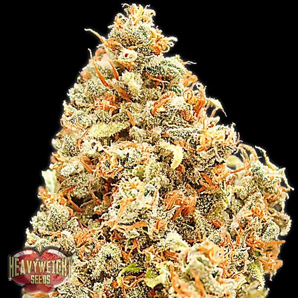 Monster Profit van Heavyweight Seeds