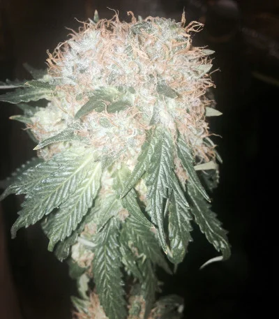 Green Ninja van Heavyweight Seeds
