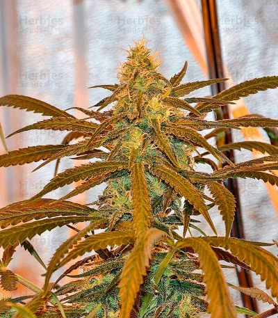 Lemon Cake van Heavyweight Seeds