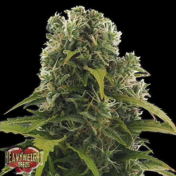 High Density van Heavyweight Seeds
