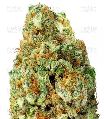 Turbo Bud van Heavyweight Seeds