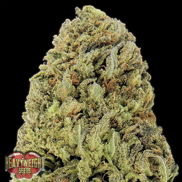 Fast & Vast van Heavyweight Seeds