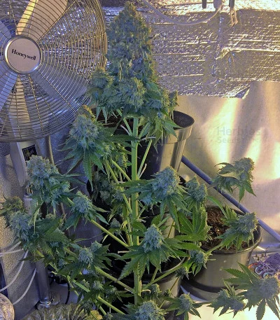 Midnight Mass van Heavyweight Seeds