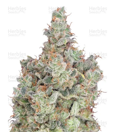 Total Paralysis van Heavyweight Seeds
