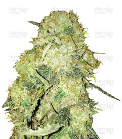 Goldmine van Heavyweight Seeds