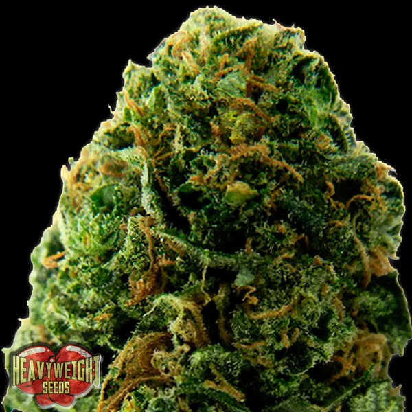 Massive Midget van Heavyweight Seeds