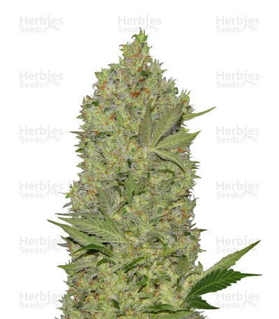 Waist Deep van Heavyweight Seeds