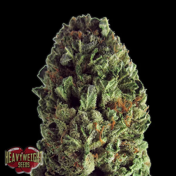 Budzilla van Heavyweight Seeds