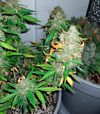 Fruit Punch van Heavyweight Seeds