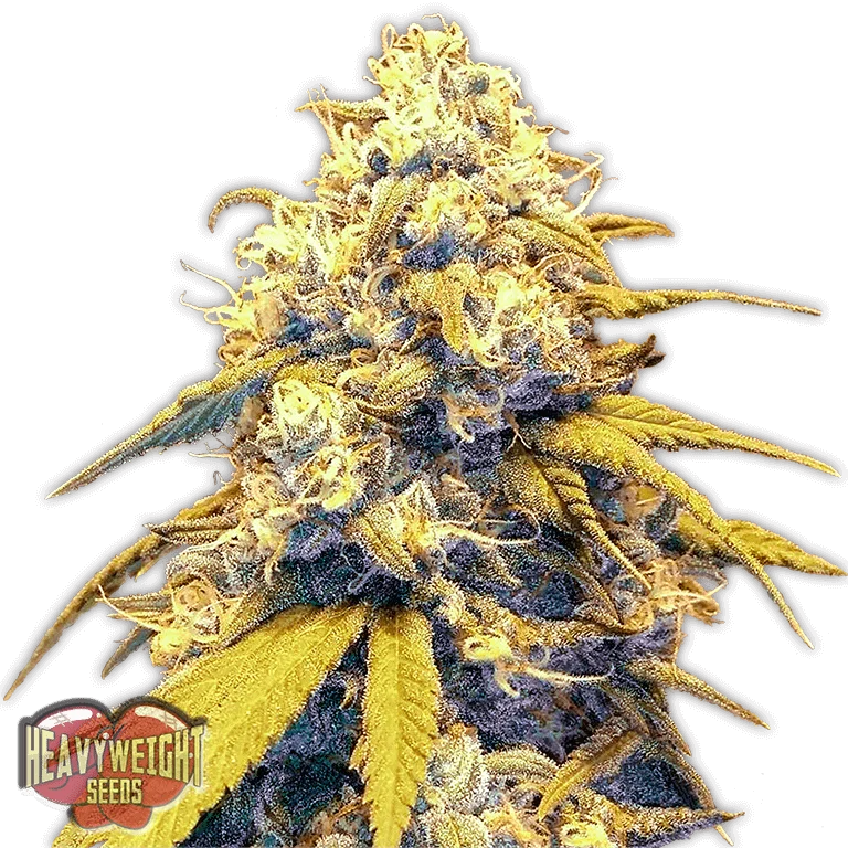 Strawberry Cake van Heavyweight Seeds