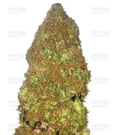 Jackpot van Heavyweight Seeds