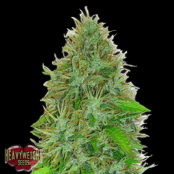 2 Fast 2 Vast van Heavyweight Seeds