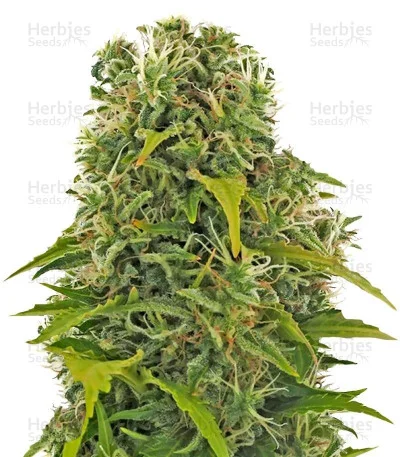 High Density van Heavyweight Seeds