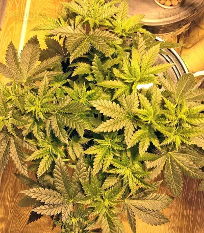 Money Bush van Heavyweight Seeds