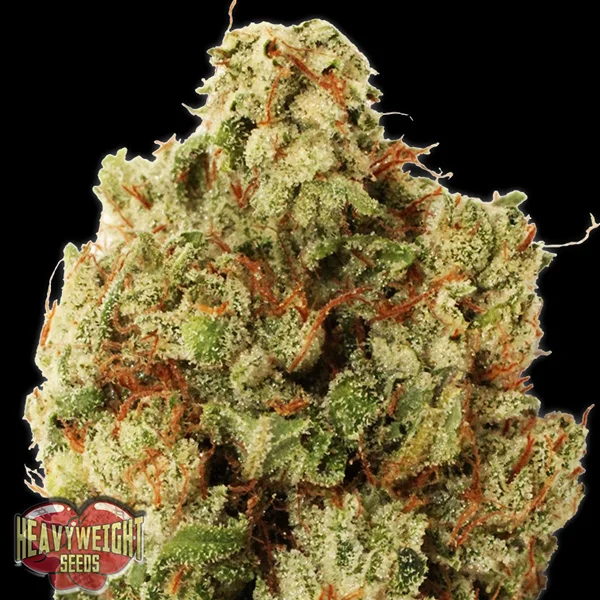 Green Ninja van Heavyweight Seeds