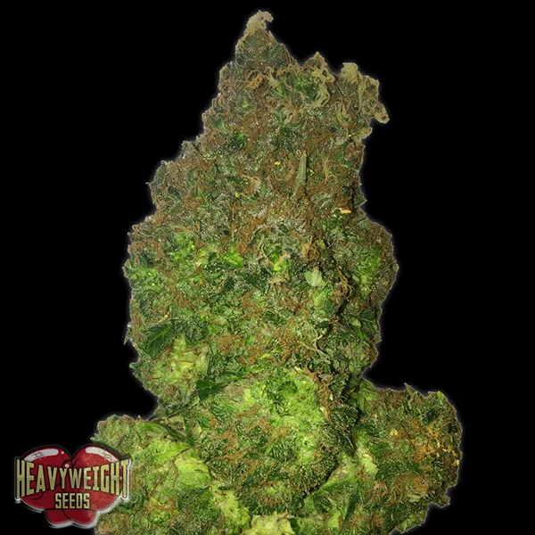 Fruit Punch van Heavyweight Seeds