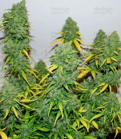 Fast & Vast van Heavyweight Seeds