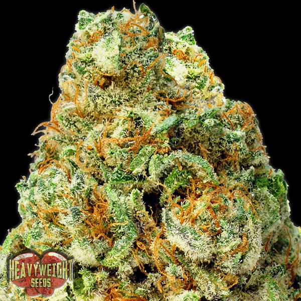 Turbo Bud van Heavyweight Seeds