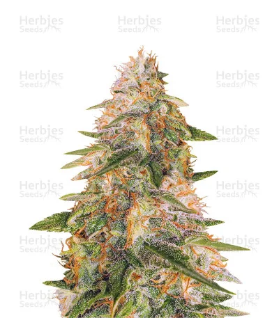 Tropic Punch van Heavyweight Seeds