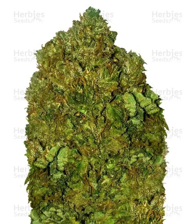 Money Bush van Heavyweight Seeds