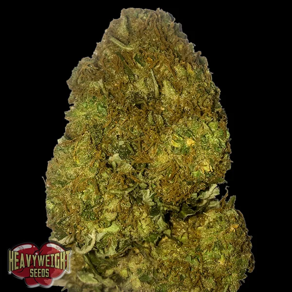 Skunky Monkey van Heavyweight Seeds