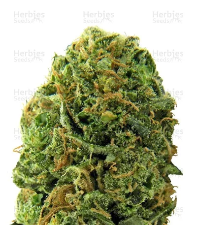 Massive Midget van Heavyweight Seeds