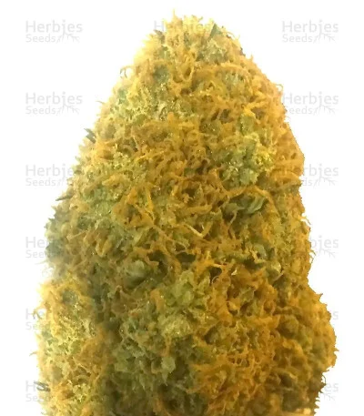 Champion van Heavyweight Seeds