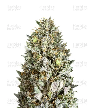 Diesel Drift van Heavyweight Seeds