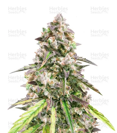 Fruit Punch van Heavyweight Seeds