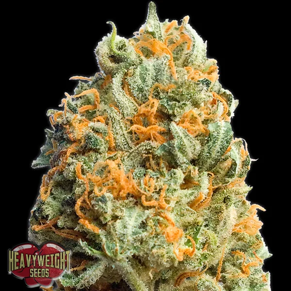 Fully Loaded van Heavyweight Seeds