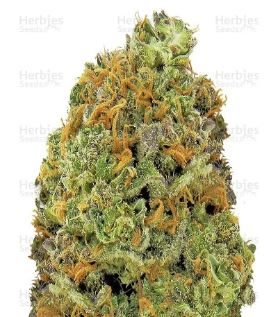 Wipeout Express van Heavyweight Seeds
