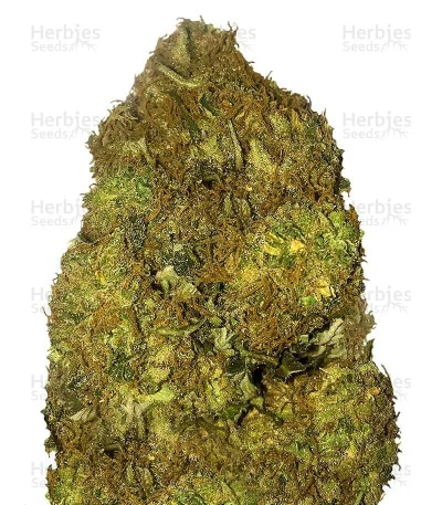 Skunky Monkey van Heavyweight Seeds