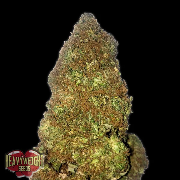 Jackpot van Heavyweight Seeds