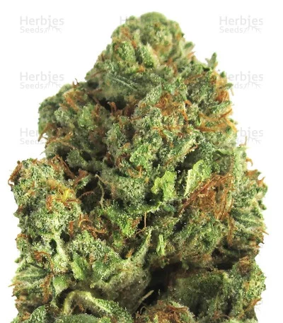 Midnight Mass van Heavyweight Seeds